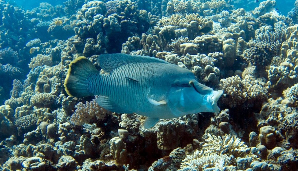 Tauchen bei den RSD in Hurghada