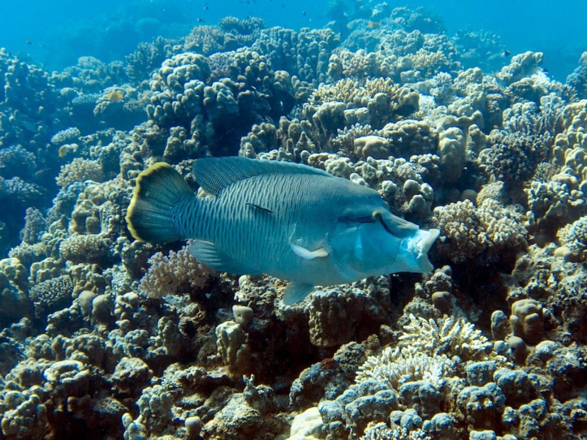 Tauchen bei den RSD in Hurghada