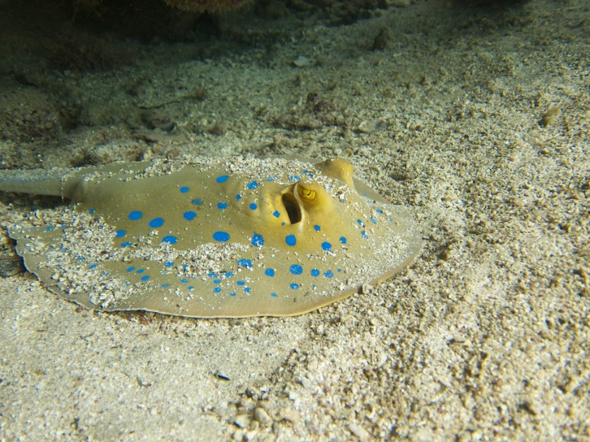 Urlaub in Marsa Alam im Brayka Bay bei Extra Diver