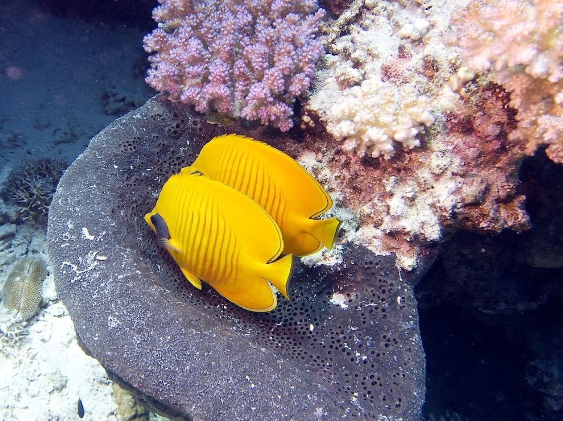 Hurghada Juni 2013