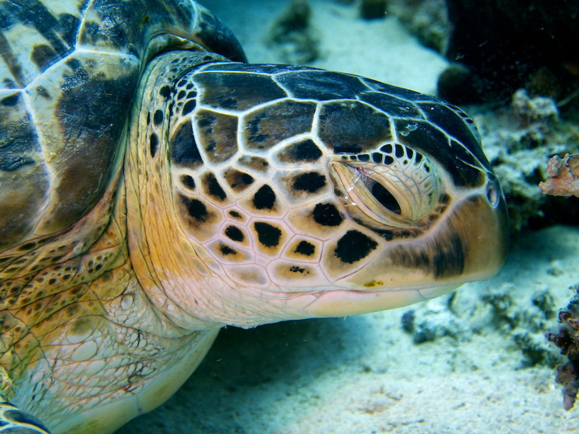 Marsa Alam Juni 2015