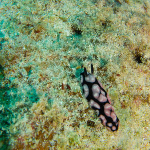 Marsa Alam Dez 2016