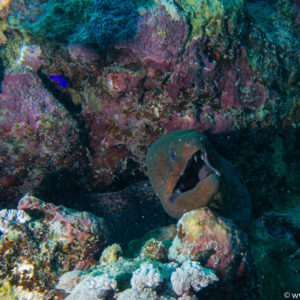 Marsa Alam Dez 2016