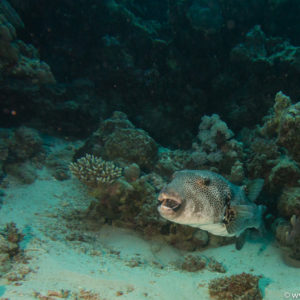 Marsa Alam Dez 2016