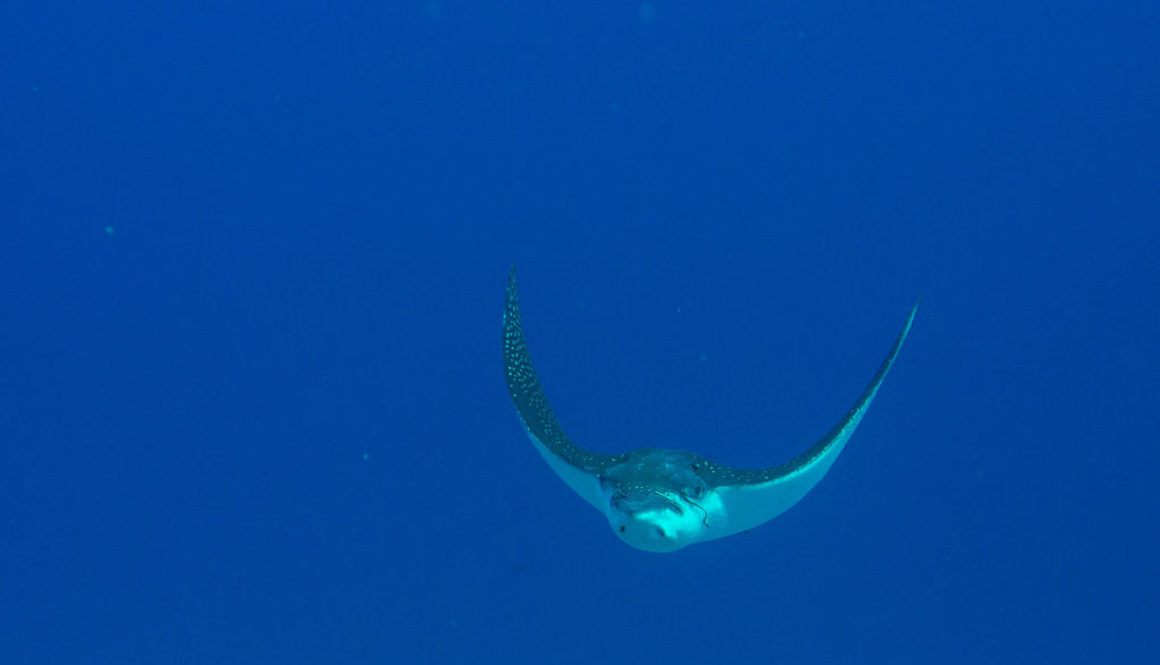 Marsa Alam Dez 2016