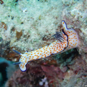 Marsa Alam Dez 2016