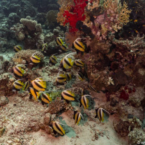 Hurghada 2018