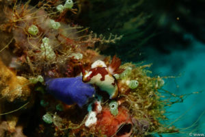 Raja Ampat Juni 2019