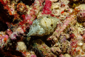 Raja Ampat Juni 2019