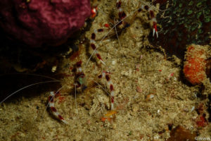 Raja Ampat Juni 2019