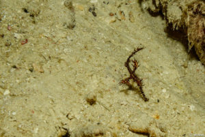 Raja Ampat Juni 2019