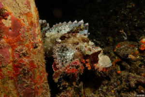 Raja Ampat Juni 2019