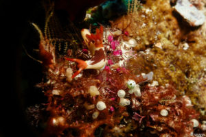 Raja Ampat Juni 2019