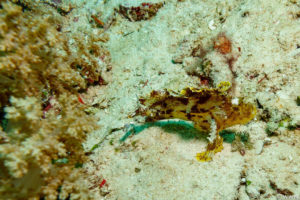 Raja Ampat Juni 2019