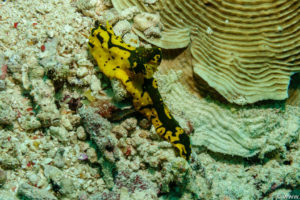 Raja Ampat Juni 2019