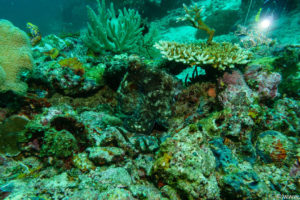 Raja Ampat Juni 2019