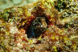 Raja Ampat Juni 2019