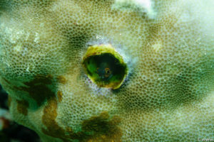 Raja Ampat Juni 2019