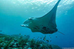 Raja Ampat Juni 2019