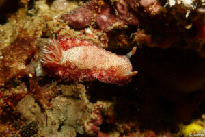 Raja Ampat Juni 2019