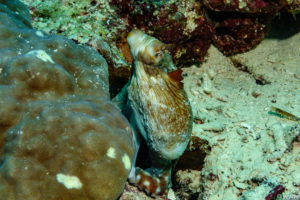 Raja Ampat Juni 2019