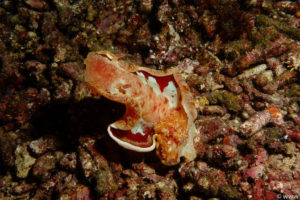 Raja Ampat Juni 2019