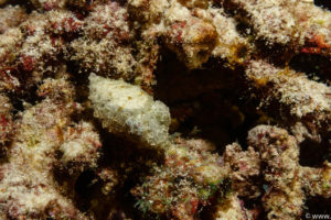 Raja Ampat Juni 2019