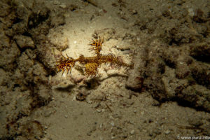 Raja Ampat Juni 2019