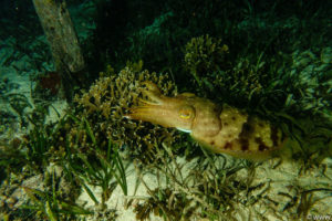 Raja Ampat Juni 2019