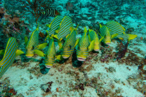Raja Ampat Juni 2019