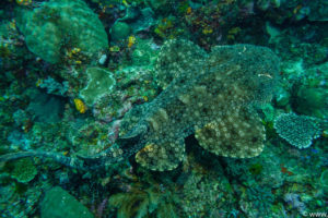 Raja Ampat Juni 2019