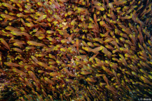 Raja Ampat Juni 2019