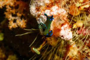 Raja Ampat Juni 2019