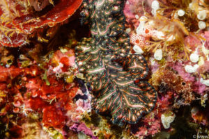 Raja Ampat Juni 2019