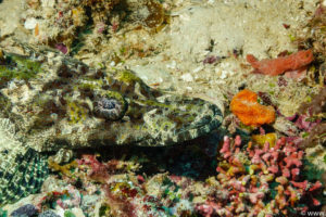 Raja Ampat Juni 2019