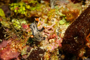 Raja Ampat Juni 2019
