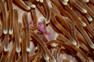 Raja Ampat Juni 2019