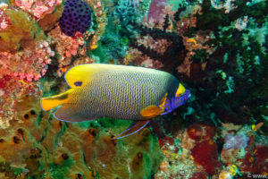 Raja Ampat Juni 2019