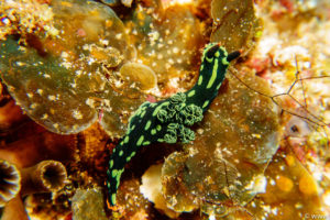 Raja Ampat Juni 2019
