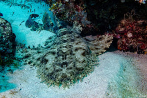 Raja Ampat Juni 2019