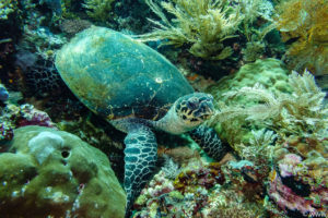 Raja Ampat Juni 2019