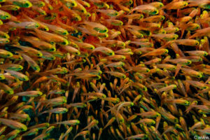 Raja Ampat Juni 2019