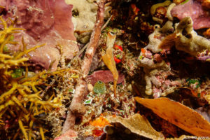 Raja Ampat Juni 2019