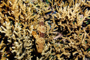 Raja Ampat Juni 2019