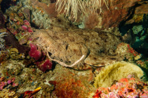 Raja Ampat Juni 2019