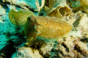 Raja Ampat Juni 2019