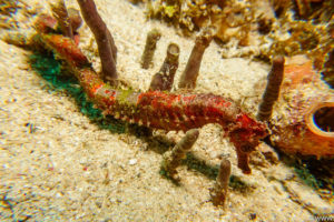 Raja Ampat Juni 2019