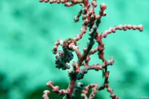 Raja Ampat Juni 2019