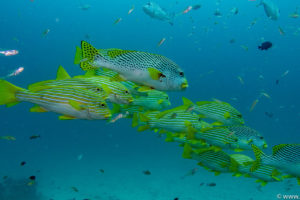 Raja Ampat Juni 2019