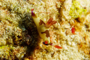 Raja Ampat Juni 2019